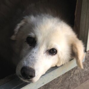 WHITEY - vermisst 04/2023
