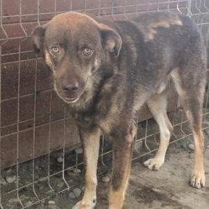 DAXTER - vermisst 07/23