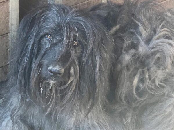 HIPPIE - reserviert SchnauzerNothilfe (GC) - vermittelt – Bild 2