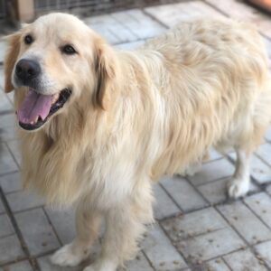 BALOU - reserviert Vergessene Pfoten Stuttgart - vermittelt