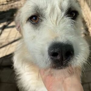 LIESEL - reserviert TSV Rösrath - vermittelt