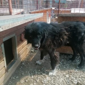 SANDOR - Notfall - reserviert Manuela - vermittelt