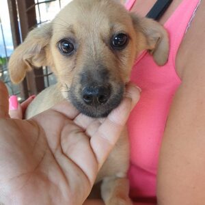 PEBBLES - reserviert (Betty) - vermittelt