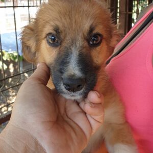 TADZIO - reserviert Second Chance Dogs - vermittelt
