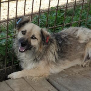 FAMMY - reserviert (Betty) - vermittelt