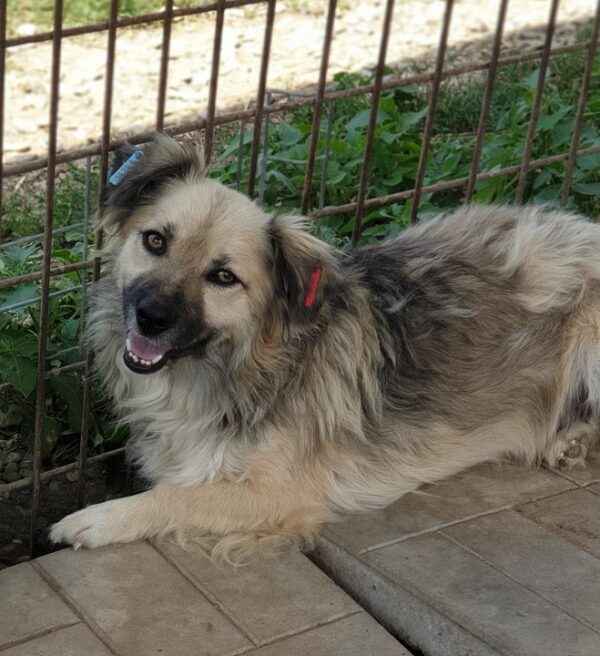 FAMMY - reserviert (Betty) - vermittelt