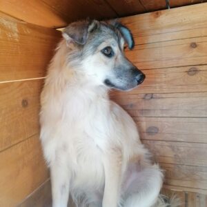 PETULIA - vermisst 04/2022