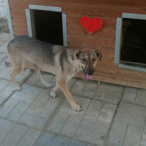 JOSINA - vermisst 04/2022