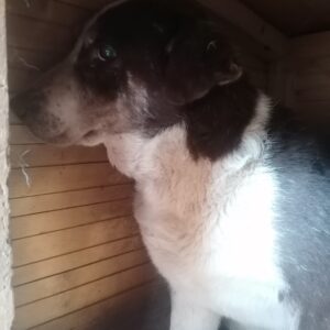 GUSTAVO - vermisst 04/2022