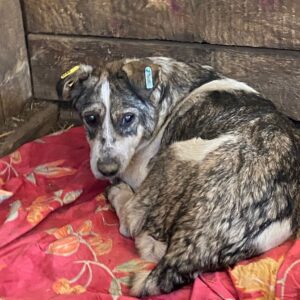 BUTCH - reserviert Anna - vermittelt