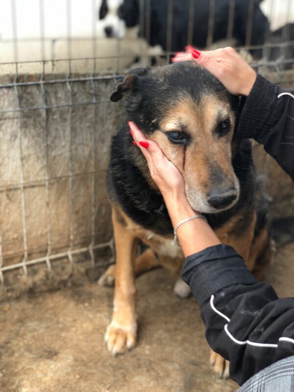 HOMER - (fast) blind - reserviert Manuela vermittelt – Bild 7