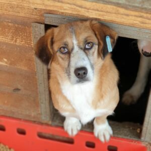 CHALLA - reserviert (Betty) - vermittelt