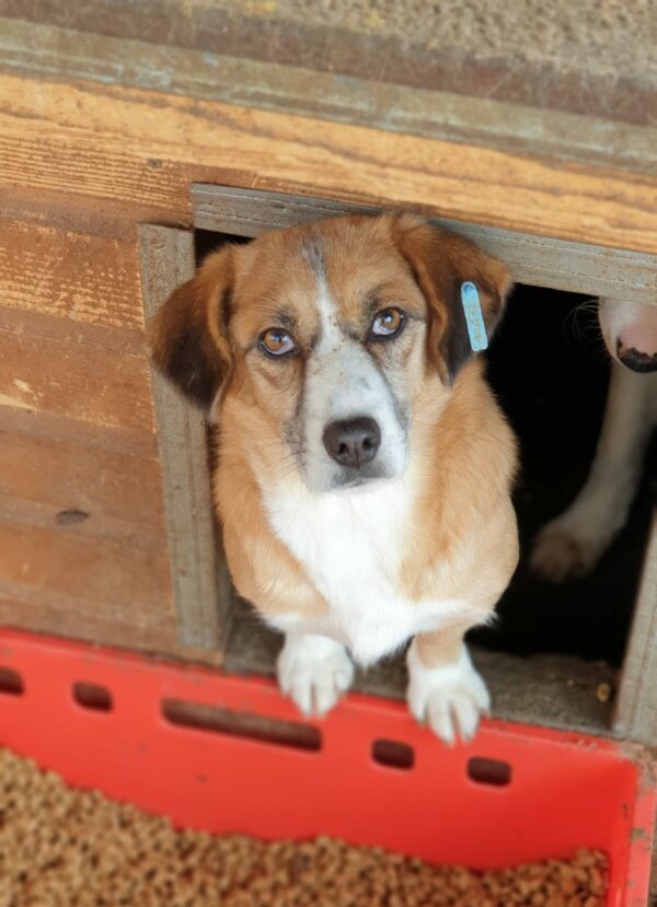 CHALLA - reserviert (Betty) - vermittelt