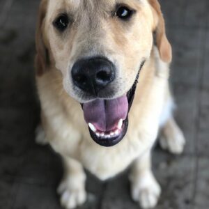 LARRY - reserviert Manuela - vermittelt