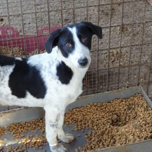 LABBY - reserviert Betty vermittelt
