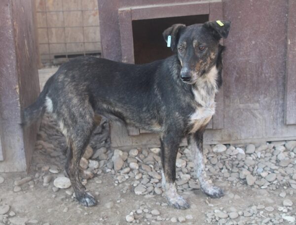 TALILA (♀) - seit Anfang 2021 im Shelter – Bild 15