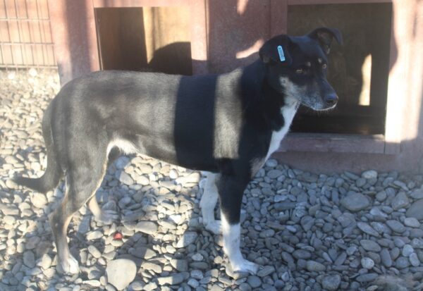 CALUA (♀) – Bild 10