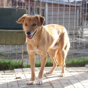SAMSON - vermisst 04/2023
