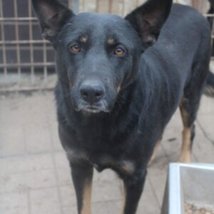 NERINA - vermisst 04/2023