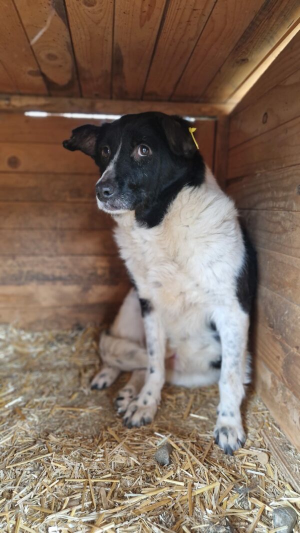 ANOUSCH (♀) - ausgereist zur Tierhilfe Lebenswert – Bild 7