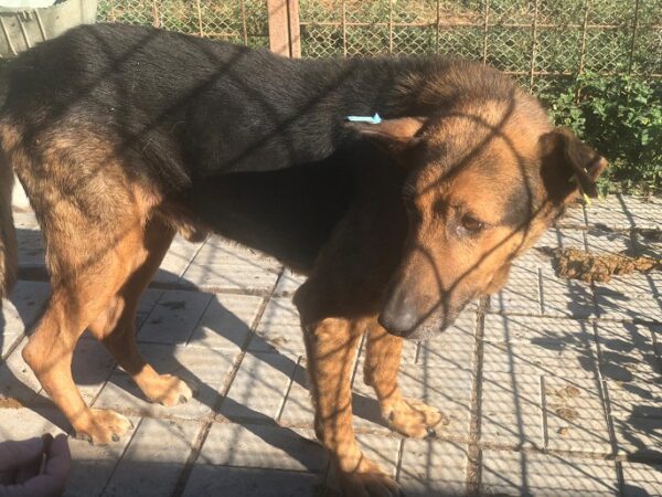 AKITO - schwache Hinterhand - reserviert Betty vermittelt – Bild 6