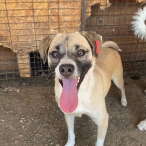 POPEYE - reserviert 4animals - vermittelt