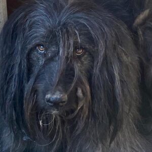 HIPPIE - reserviert SchnauzerNothilfe (GC) - vermittelt
