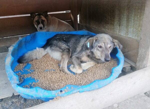 BENJY - Notfall - reserviert Manuela - vermittelt – Bild 2