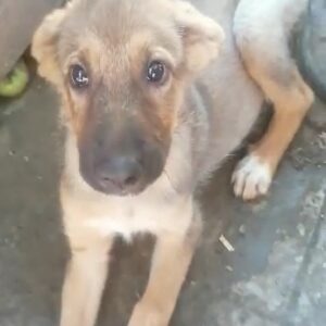 BELLADONNA (= NELE)