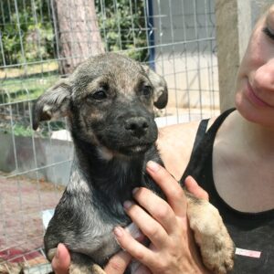 DODDY - auf Pflegestelle in PLZ 5 - vermittelt