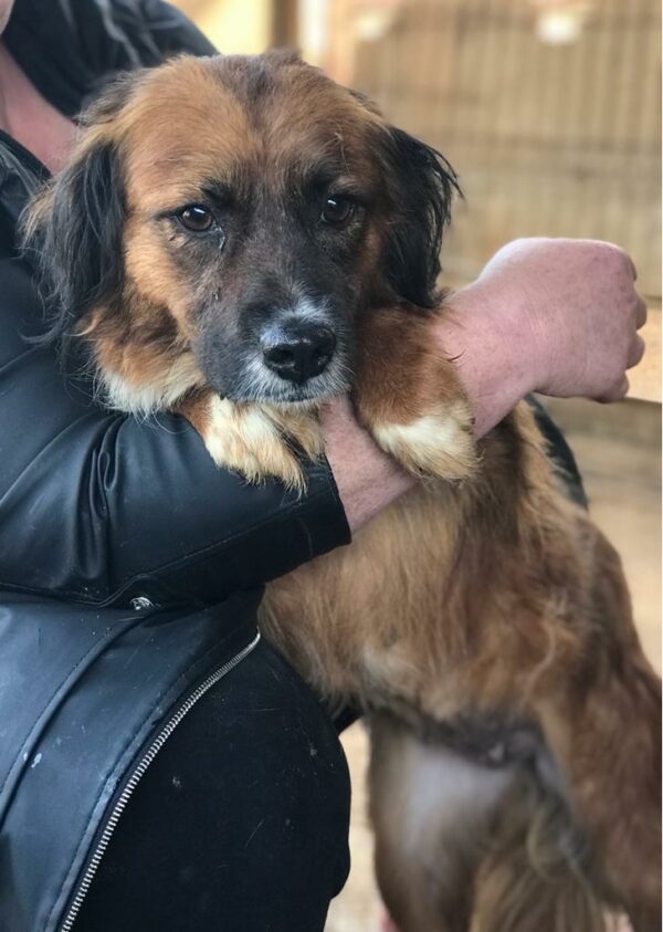 SHELDA - reserviert TINO - vermittelt – Bild 2