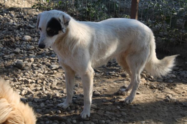 DALIKA (♀) – Bild 7