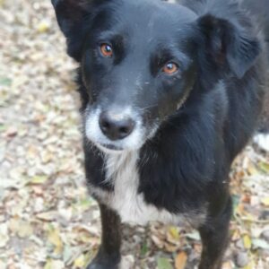MINDY - auf Pflegestelle in PLZ 9 - vermittelt