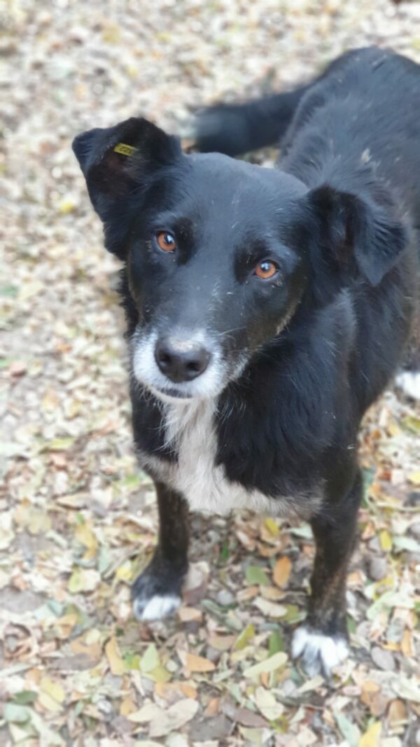 MINDY - auf Pflegestelle in PLZ 9 - vermittelt