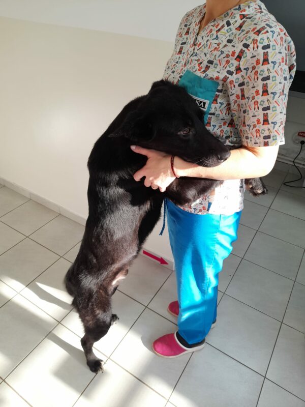 TAIO - reserviert Tierheim Koblenz vermittelt – Bild 8