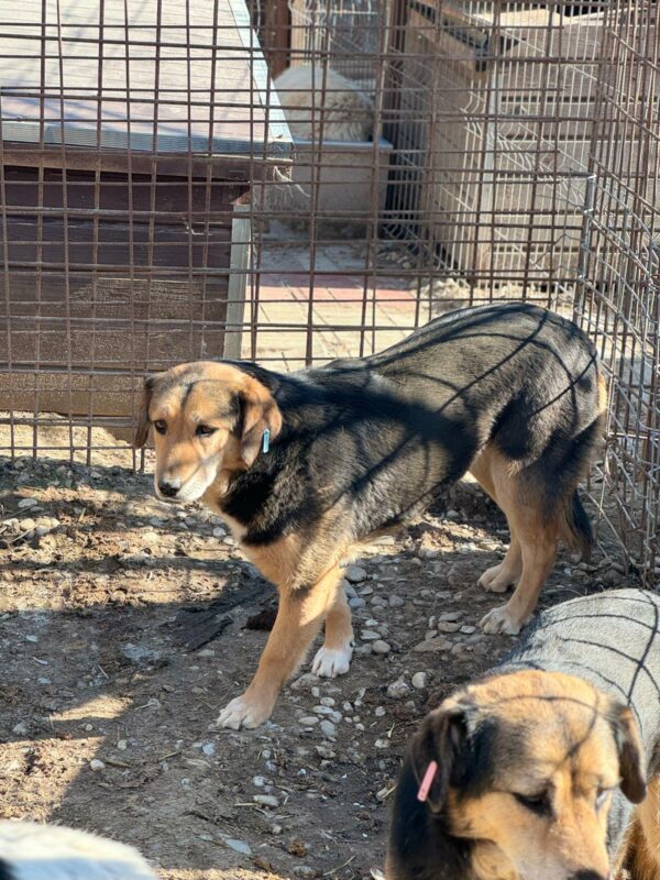 ENNIS (♀) – Bild 3
