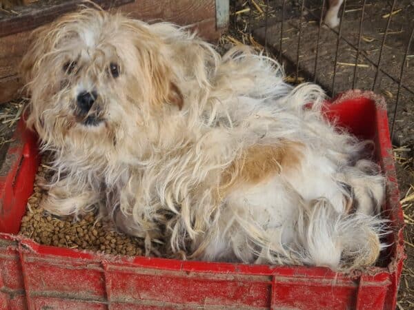 CODY (♂) - ausgereist zum TH Gelnhausen (AL) – Bild 23