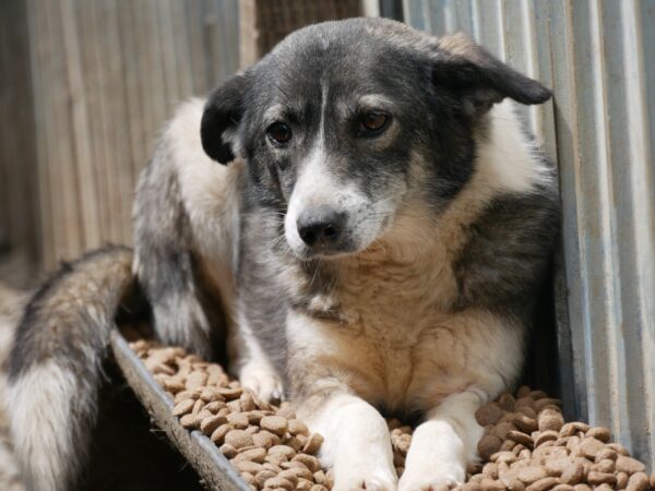 FREEDOM - vermittelt Betty – Bild 2
