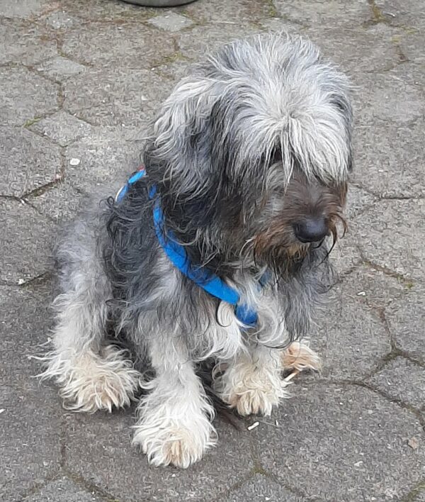 Toto *vermittelt* – Bild 4