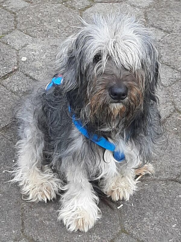 Toto *vermittelt* – Bild 5