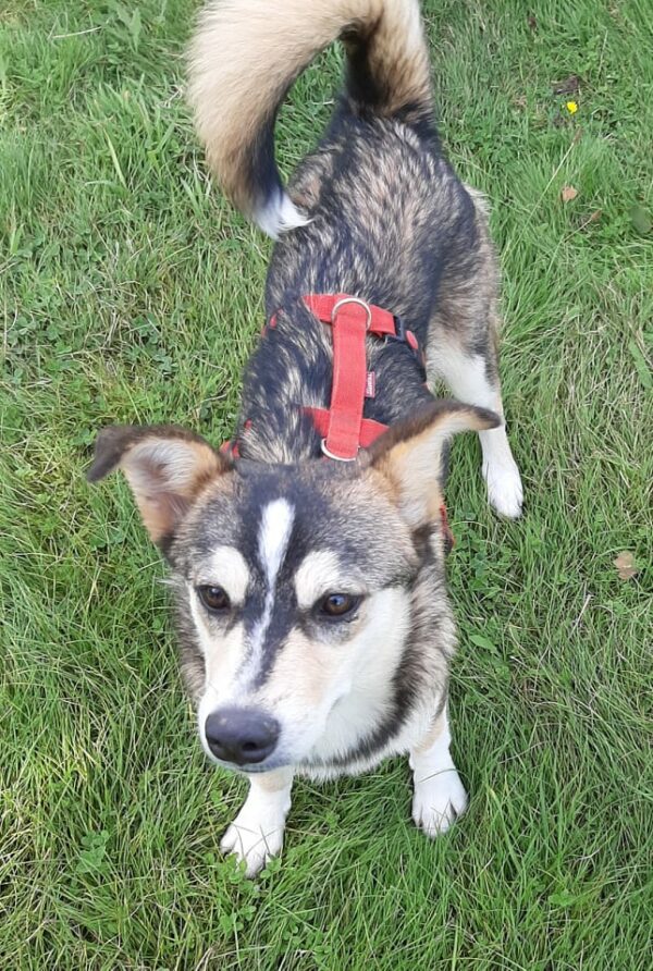 Chaya *vermittelt* – Bild 3