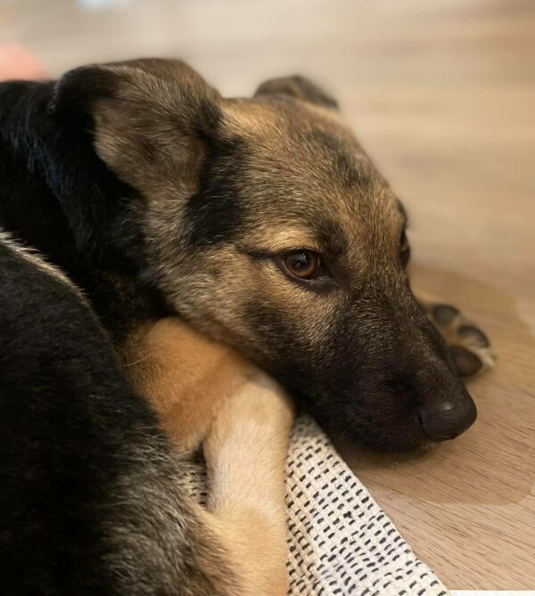 Xaver in 26810 Westoverledingen – Bild 5