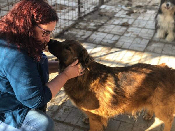 FOXX - reserviert LS vermittelt – Bild 3