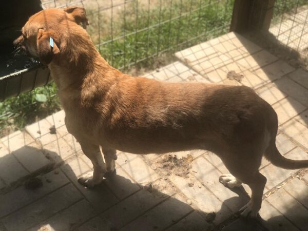 ESTHER - reserviert Tierschutzteam Europa - vermittelt – Bild 3