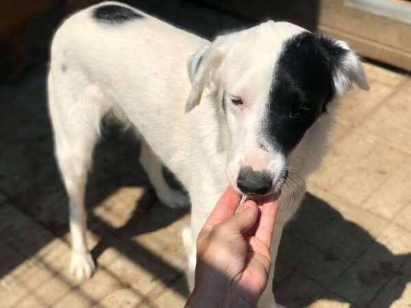 CAPTAIN JACK - reserviert TST Rösrath - vermittelt – Bild 6