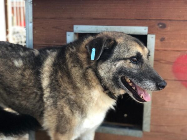 BALBOA - reserviert NadineH - vermittelt – Bild 3