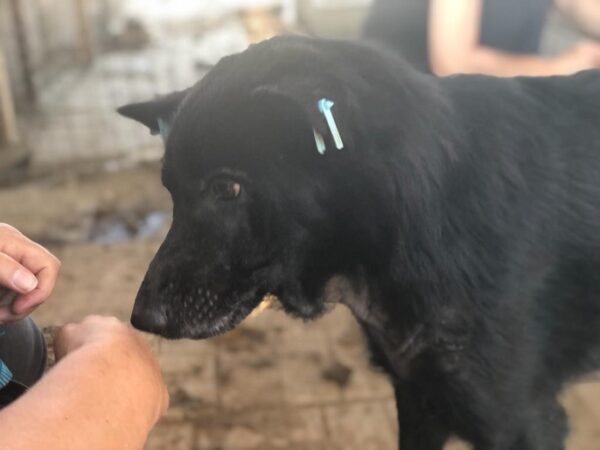 JAXX - wird gemobbt - reserviert 4animals vermittelt – Bild 5