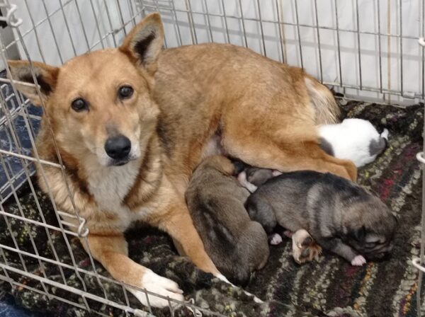 APRILIE - reserviert Tierschutz Team Europa - vermittelt – Bild 4