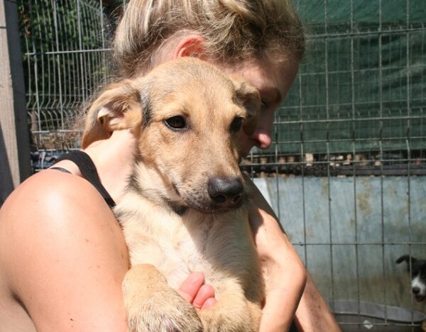 KEEPER - auf Pflegestelle in PLZ 4 - vermittelt – Bild 3