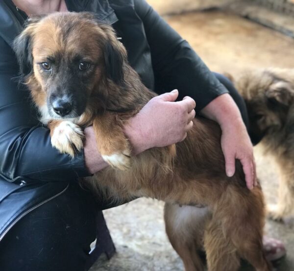 SHELDA - reserviert TINO - vermittelt – Bild 3